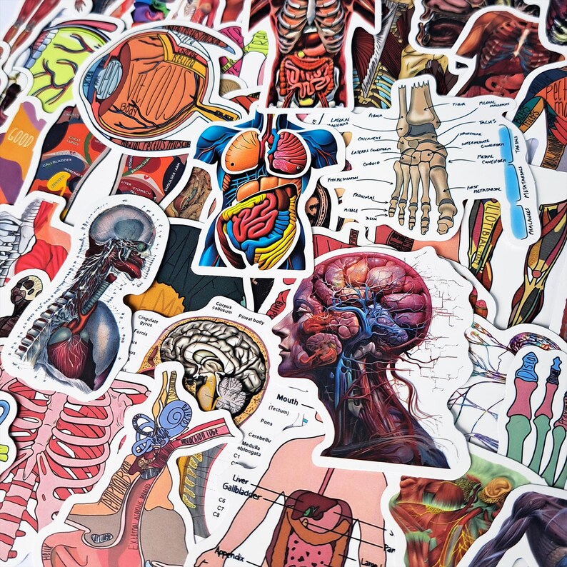 Sticker Humen Human Anatomy Sticker Pack – Medical Anatomy, Skeleton & Muscular ...