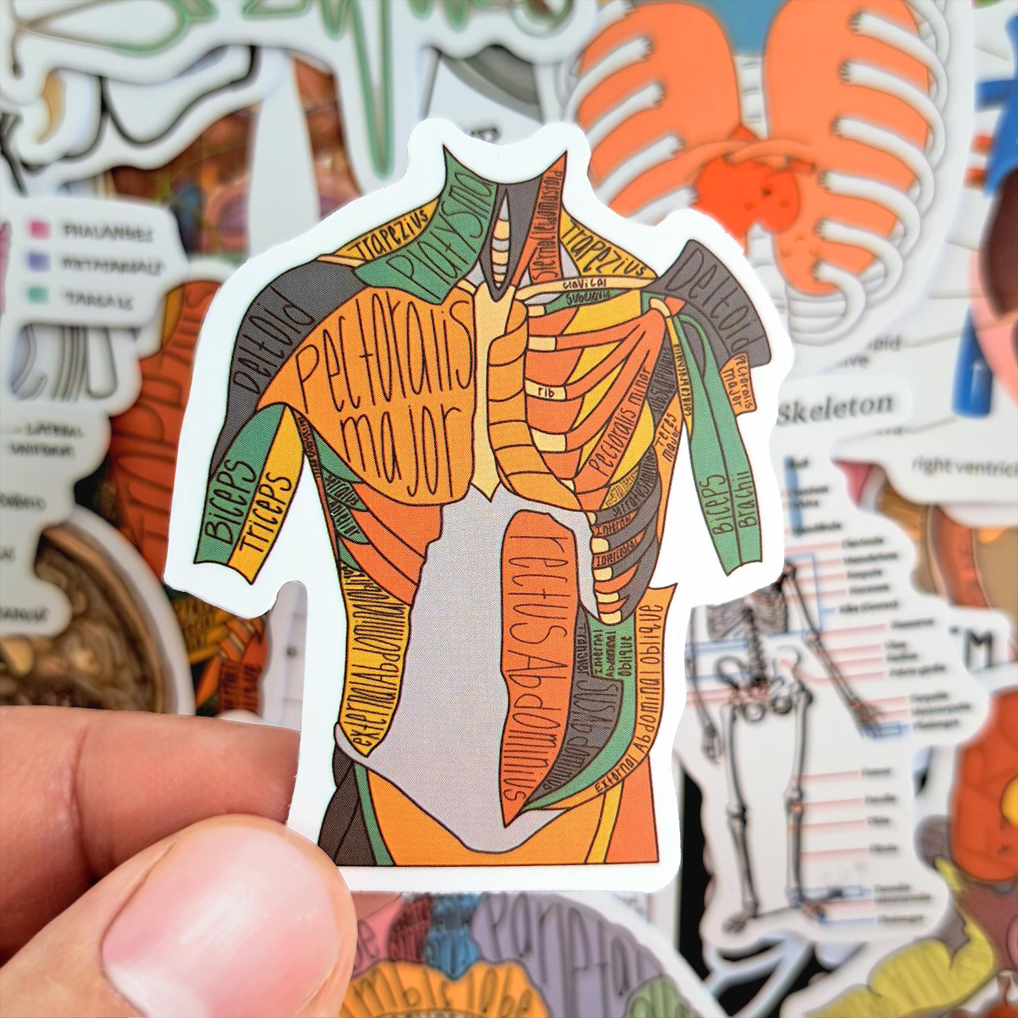 Skeletal System Sticker Science Anatomy Sticker Pack – Medical Anatomy, Human Body, Skeleton ...