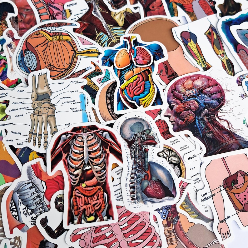 Humasn Sticker Human Anatomy Sticker Pack – Medical Anatomy, Skeleton & Muscular ...