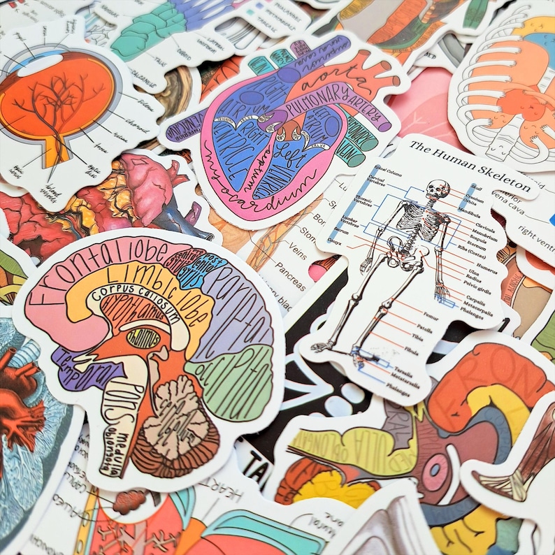 Sticker Humen Science Anatomy Sticker Pack – Medical Anatomy, Human Body, Skeleton ...
