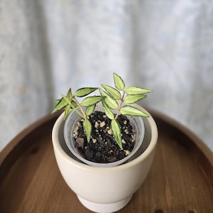 Pode incluir: Uma pequena planta com folhas pontiagudas variegadas em verde e creme, crescendo num vaso de plástico transparente. A planta está colocada dentro de um vaso de cerâmica lisa, de cor branco-sujo, com base arredondada e borda larga.