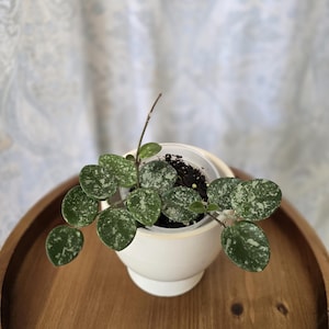 Pode incluir: Uma planta Hoya com folhas redondas verde-escuras com manchas branco-prateadas, plantada num vaso de plástico transparente inserido num vaso de cerâmica branco-sujo com base arredondada e rebordo alargado.