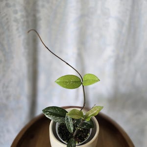 Hoya Wilbur Graves China - 2 plantas enraizadas - vaso de 7,5 cm