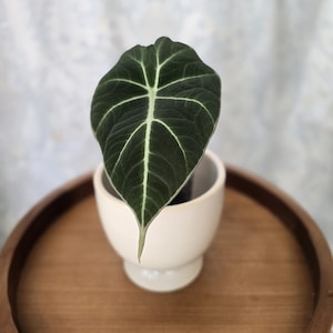 May include: A single Alocasia Black Velvet plant with a dark, velvety, heart-shaped leaf featuring prominent, light-colored veins. The plant is potted in a smooth, off-white, pedestal-style ceramic planter with a rounded base and a wide opening.
