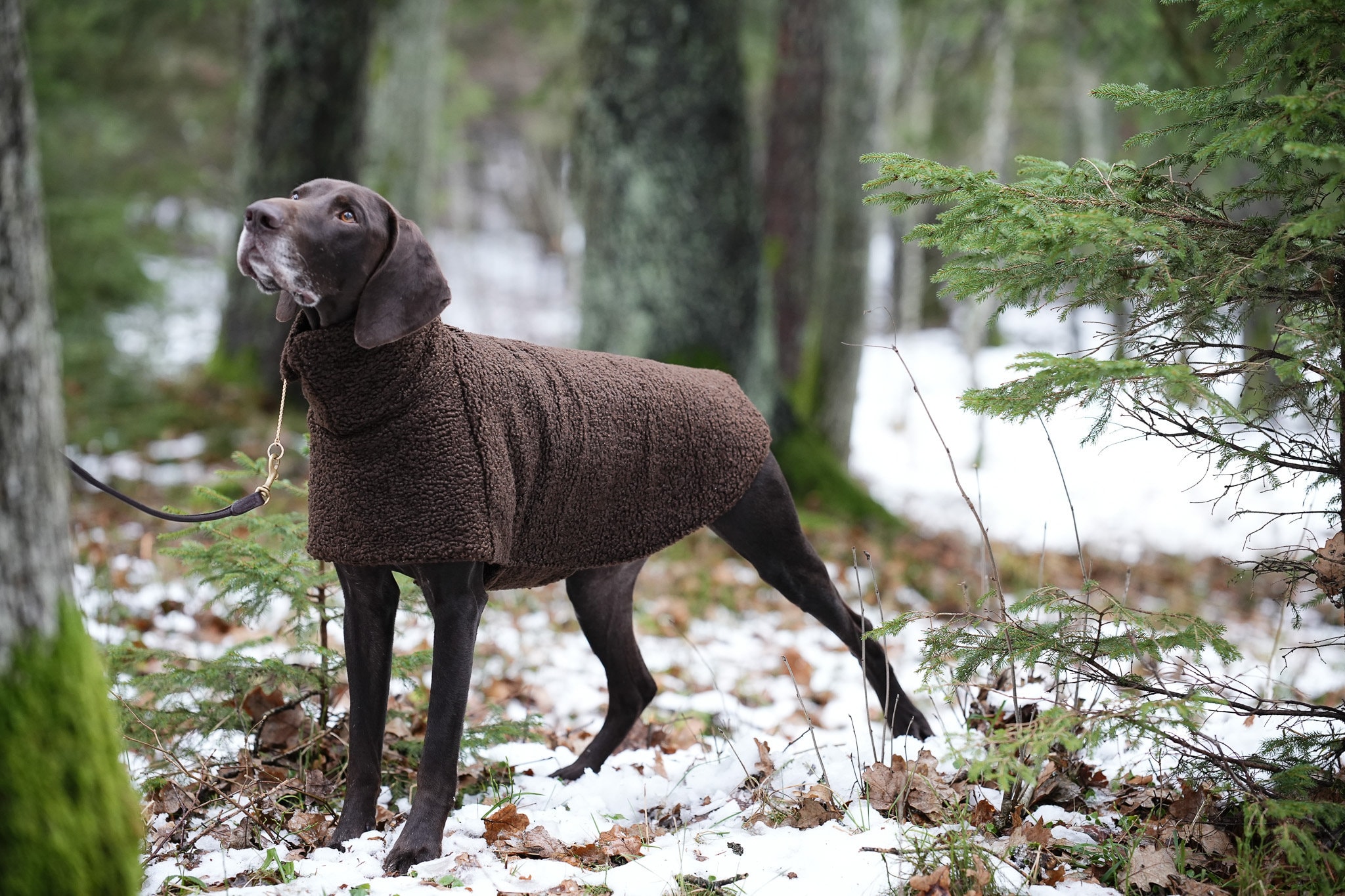 Louis vuitton dog sweater México
