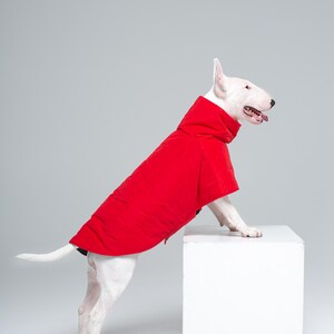 Pode incluir: Um cão Bull Terrier branco vestindo um casaco vermelho brilhante. O cão está em pé em um cubo branco, com a língua ligeiramente para fora. O casaco tem uma gola alta e cobre as costas do cão.