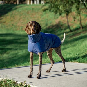 May include: A brown and white dog wearing a blue quilted dog coat. The dog is standing on a gray sidewalk with green grass in the background.