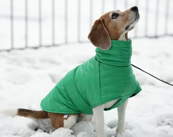 Bright green dog jacket, easy to put on