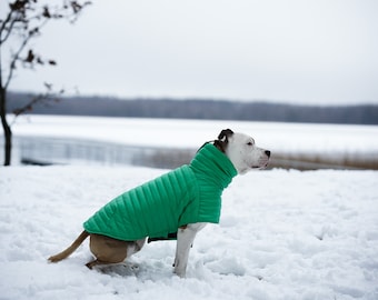 Grüne stilvolle Stafordshire Terrierjacke