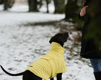 Yellow Dog Jacket