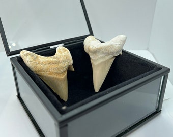 2 Fossil shark teeth incl. glass box