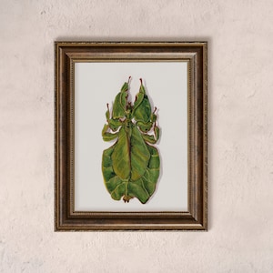 May include: A framed illustration of a green leaf insect, also known as a walking stick, with intricate details and realistic colors.