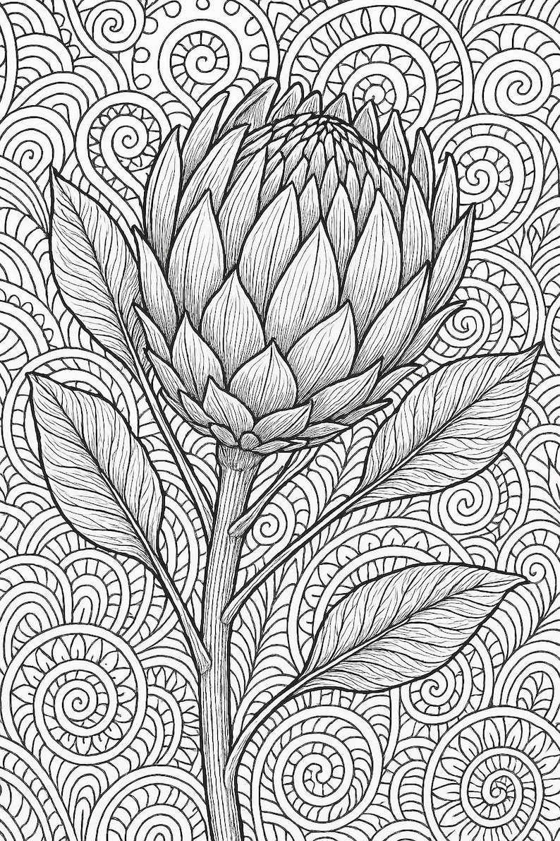 May include: A black and white line drawing of a protea flower with intricate details. The flower is surrounded by a swirling pattern of lines and circles.
