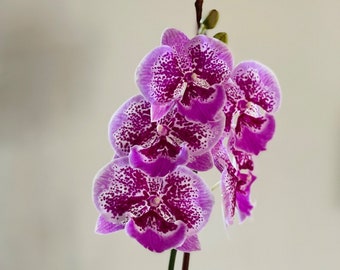 Orchidea 2024