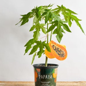 May include: A potted papaya plant with vibrant green leaves and a cut papaya fruit attached. The pot is dark green with the word "PAPAYA" and nutritional information. The plant sits on a wooden surface against a white background.