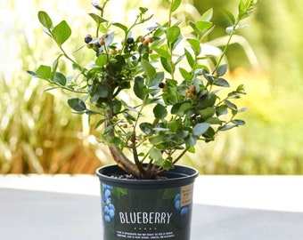 May include: A small blueberry plant in a black plastic pot with a green label that reads "Blueberry". The plant has green leaves and small blue berries.