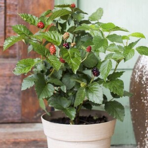 May include: A potted blackberry plant with green leaves and ripe black and red berries. The plant is in a white ceramic pot.