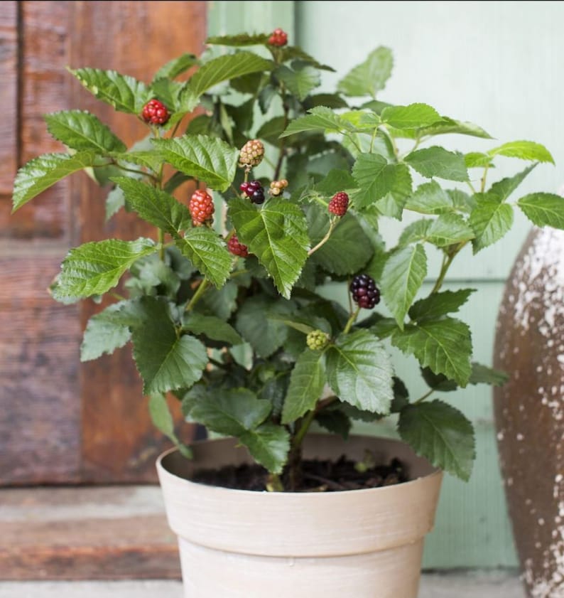 May include: A potted blackberry plant with green leaves and ripe black and red berries. The plant is in a white ceramic pot.