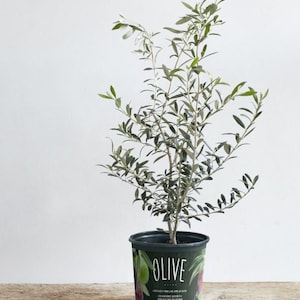 May include: A small olive tree in a black pot with a green label that says "Olive". The tree has green leaves and is growing in a white background.