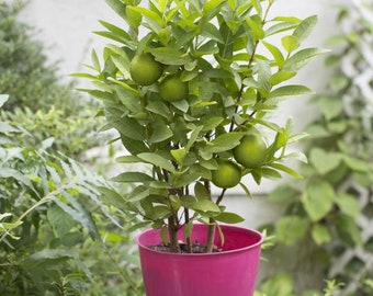 May include: A small guava tree with green leaves and fruit growing in a pink pot. The tree is potted in a pink pot and is surrounded by green foliage.