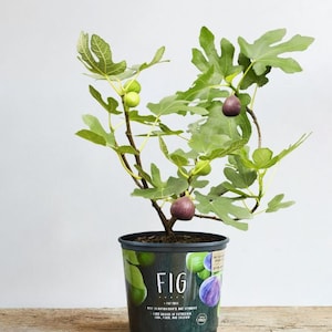 May include: A potted fig tree with green leaves and ripe figs. The pot is black and has a label that says "FIG" with a picture of a fig on it.