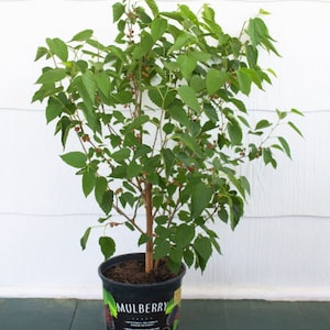 May include: A potted mulberry tree with green leaves and small, dark red berries. The pot is black with a white label that reads "Mulberry Tree".