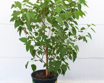 May include: A potted mulberry tree with green leaves and small, dark red berries. The pot is black with a white label that reads "Mulberry Tree".