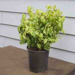 May include: A potted green plant with small, light green leaves. The plant is in a black plastic pot.