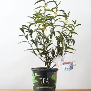 May include: A potted tea plant with green leaves and white flowers. The plant is in a black plastic pot with a label that reads "TEA". A small, colorful teapot and cup are hanging from the plant.