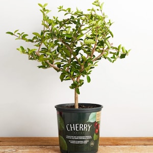 Live Barbados Cherry Tree (Acerola) – Tropical Superfruit Plant | Fast-Growing, Sweet & Tart Fruit | Great for Pots or Gardens