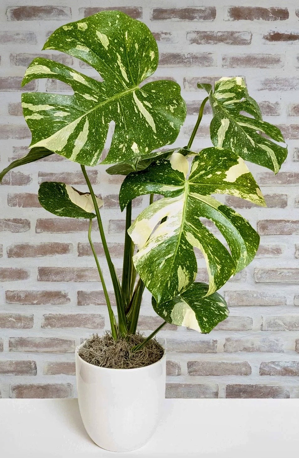Rare Monstera Thai Constellation Plant  Variegated Indoor Houseplant