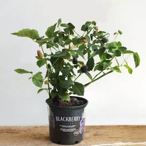 18 in plant saucer Gro Pro Heavy Duty Black Plant Saucer with Tall Sides, 25