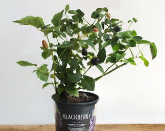 May include: A potted blackberry plant with green leaves and black berries. The pot is black and has the word "Blackberry" printed on it.