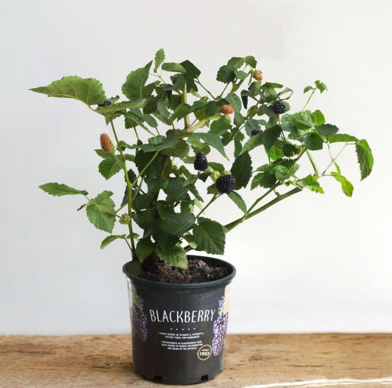 May include: A potted blackberry plant with green leaves and black berries. The pot is black and has the word "Blackberry" printed on it.