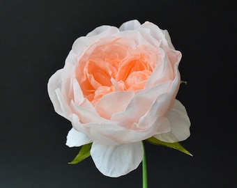 May include: A single peach-colored rose with a white center, the petals are soft and delicate, the stem is green and the background is black.