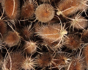 Real Dried Thistle Heads or Stems | Rustic Floral Decor