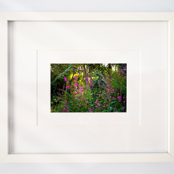 Original Photography Print | Wild Flower Hedgerow | Summer Pictures | Wall Gallery Photo | Cornwall Photography | English Wild Flowers |