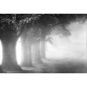 Maple Trees in the Berkshires