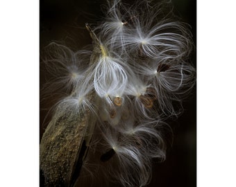 Milkweed in Seed