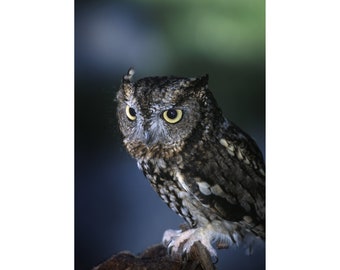 Screech Owl