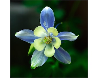 Colorado blue columbine