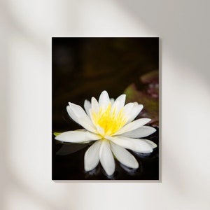 Water Lily on the Lake - BWCAW