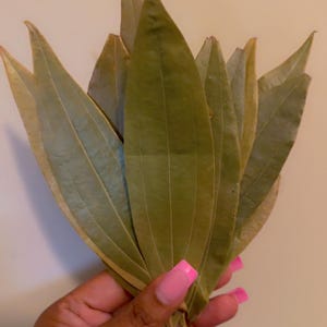 May include: A bundle of fresh, green bay leaves. The leaves are long, oval-shaped, and have a slightly textured surface. The leaves are held in a hand with pink-tipped nails, against a neutral background.