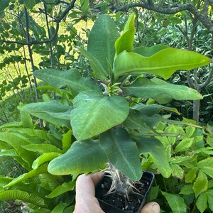 May include: A Pachypodium plant in a small black plastic pot, featuring a thick, spiny, succulent stem at the base and a cluster of long, vibrant green leaves extending upward from the top, with small, pale, budding flowers visible in the center.