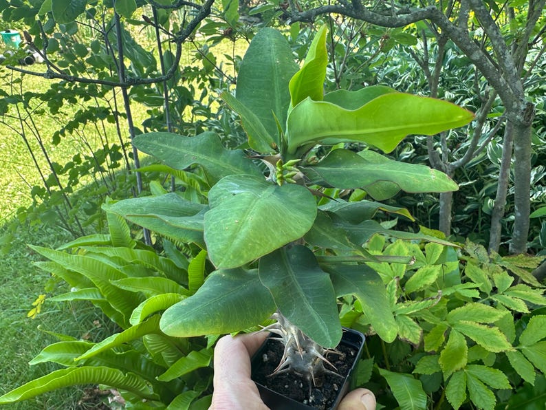 May include: A Pachypodium plant in a small black plastic pot, featuring a thick, spiny, succulent stem at the base and a cluster of long, vibrant green leaves extending upward from the top, with small, pale, budding flowers visible in the center.