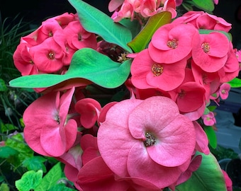 Crown of thorn plant. Euphorbia millii. Potted. Fully rooted. A plant with 1 growing crown. Exact plant- last 4 photos. Red. Large flowers.