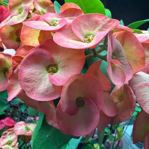 Crown of thorn plant. Euphorbia millii. Potted. Fully rooted.Exact plant. Large flowered. Orange/reddish flowers. image 1