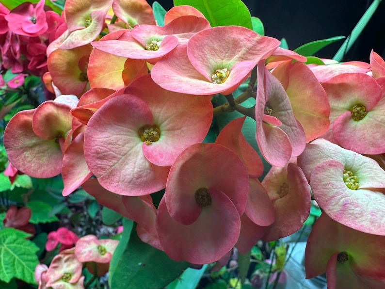 Crown of thorn plant. Euphorbia millii. Potted. Fully rooted.Exact plant. Large flowered. Orange/reddish flowers. image 1