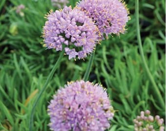 Dwarf Blue Allium.  Allium senescens 'var. glauca'. Perennial. Rock garden. Potted.