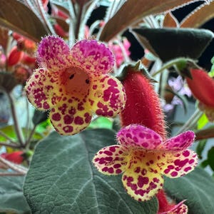 May include: Close-up of a flowering plant with vibrant blooms. The flowers are a mix of yellow and magenta, speckled with darker magenta spots. The plant has dark green leaves and reddish stems, creating a striking contrast.